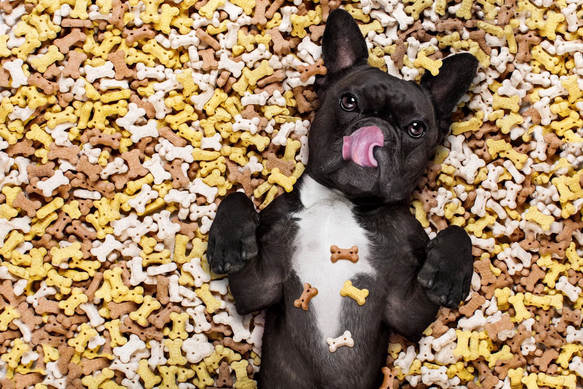 Dog laying in dog treats