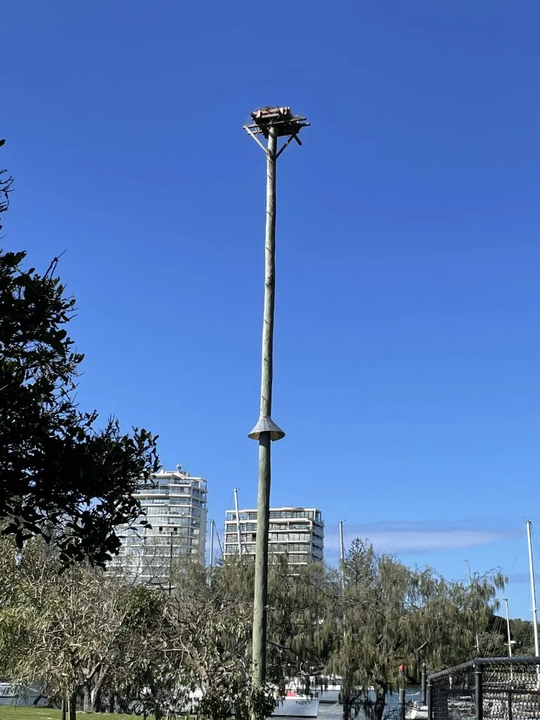 Osprey-nest-in-Mooloolaba-768x1024.jpg