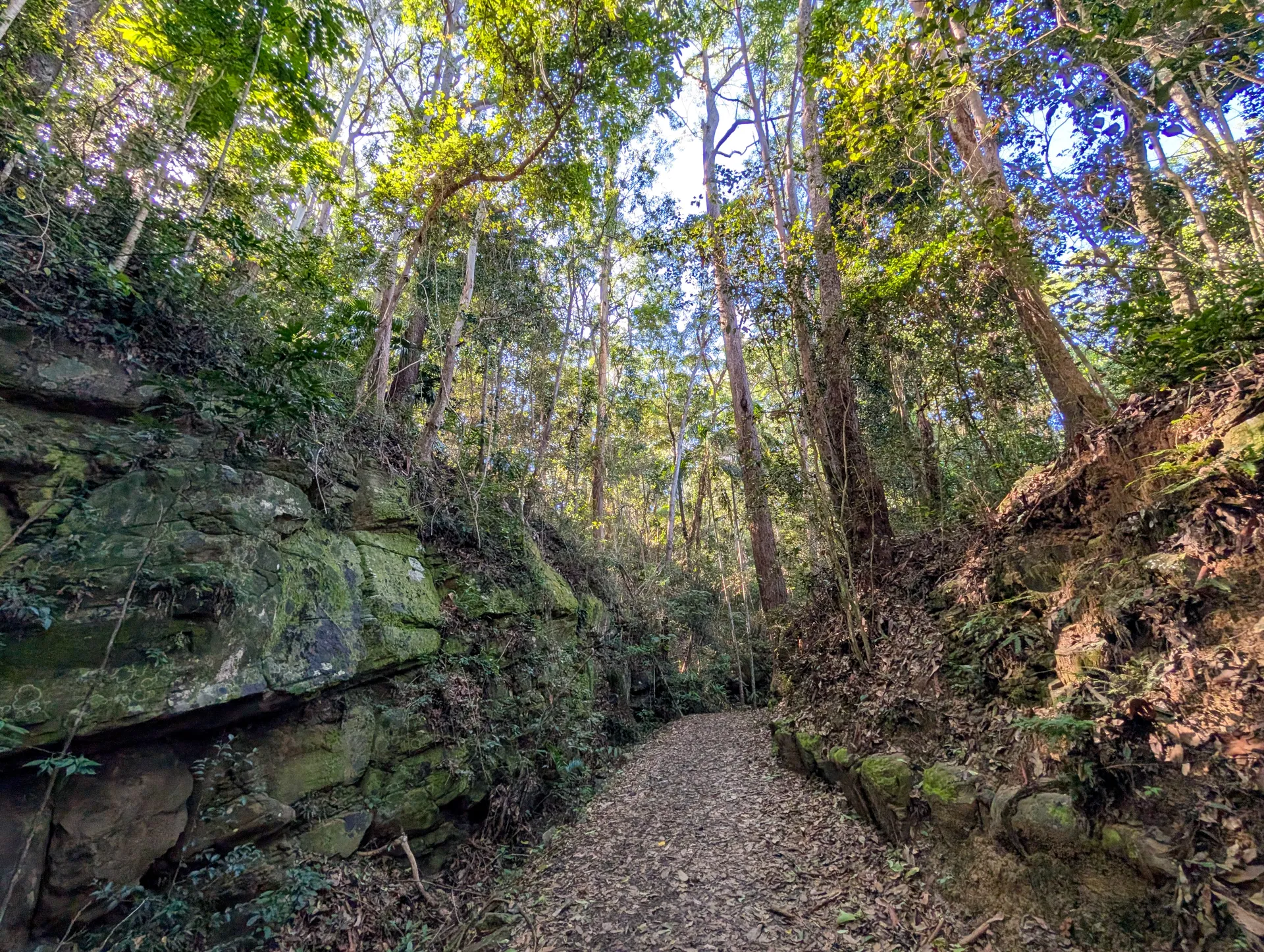Buderim Tramway Trail