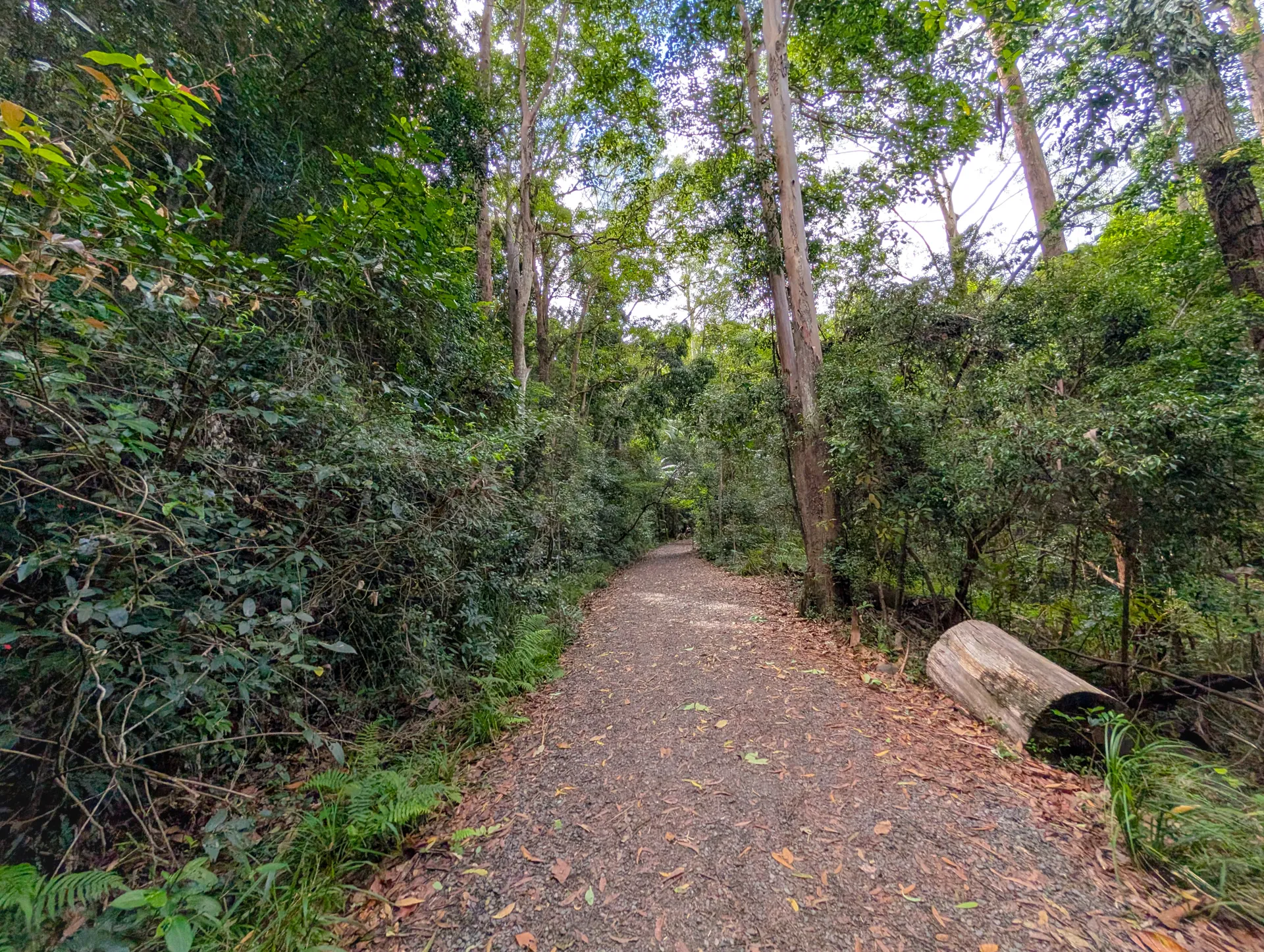 Buderim Tramway Trail