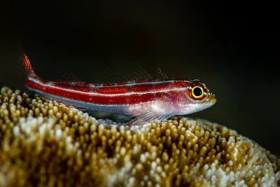 striped triplefin