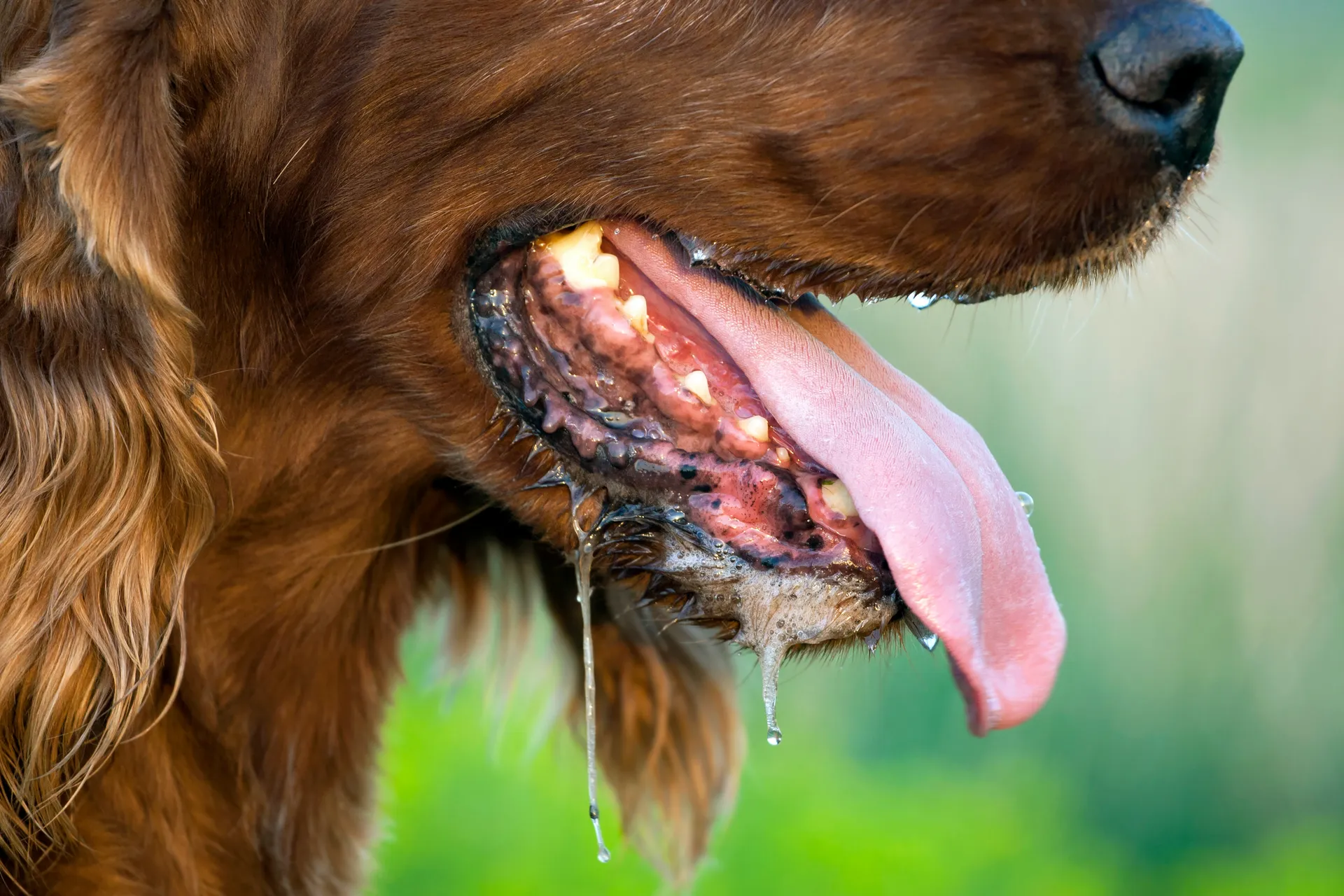 drooling dog