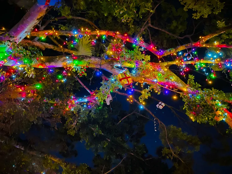 A close up of colourful Christmas lights in a tree.