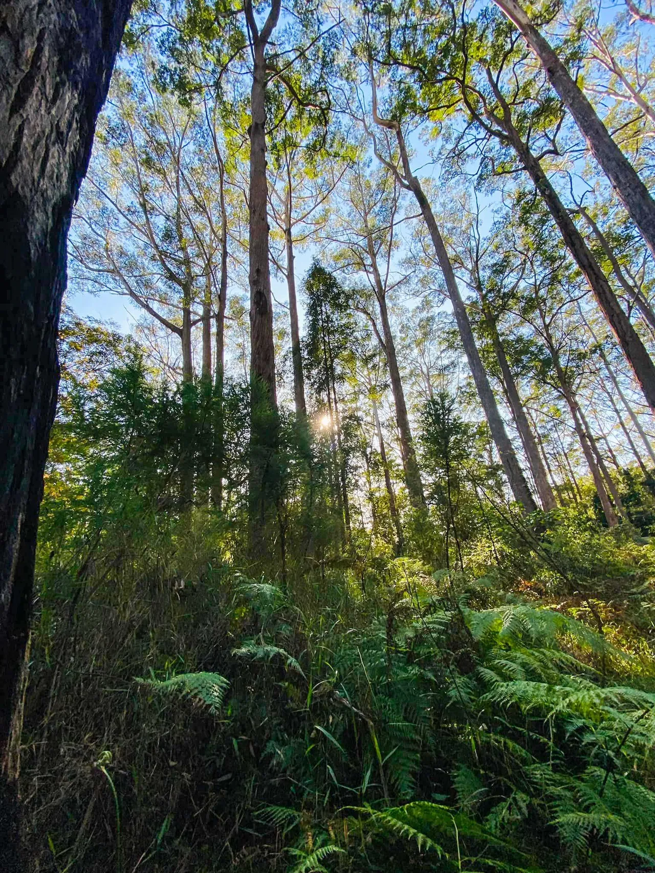 Mapleton National Park – Gheerulla Full Loop Hike