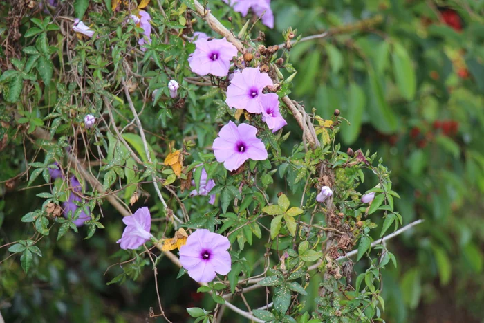 Coastal-morning-glory-flowers.jpg