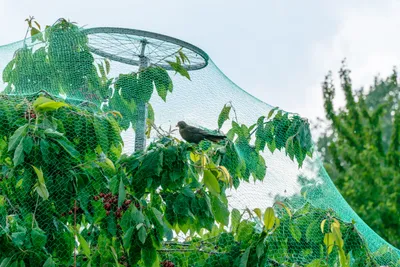 protecting delicate fruit trees with netting