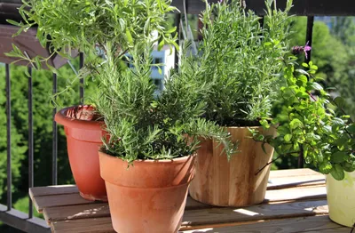 herbs in pots