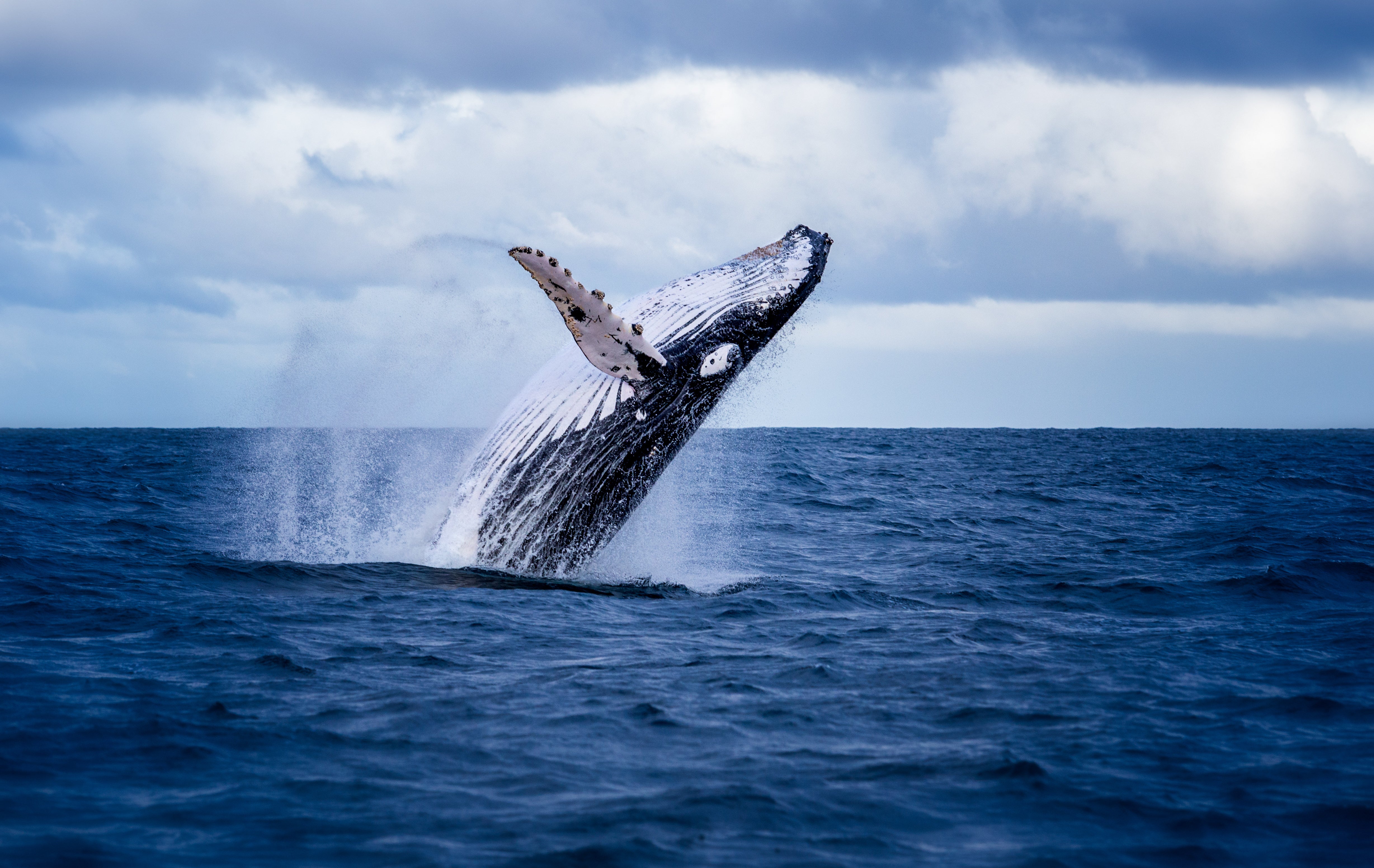 whale migration