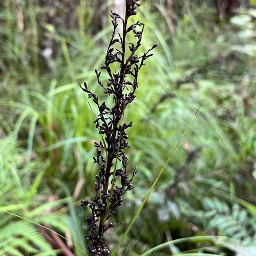 Saw Sedge Gahnia clarkei seeds square - SR.png