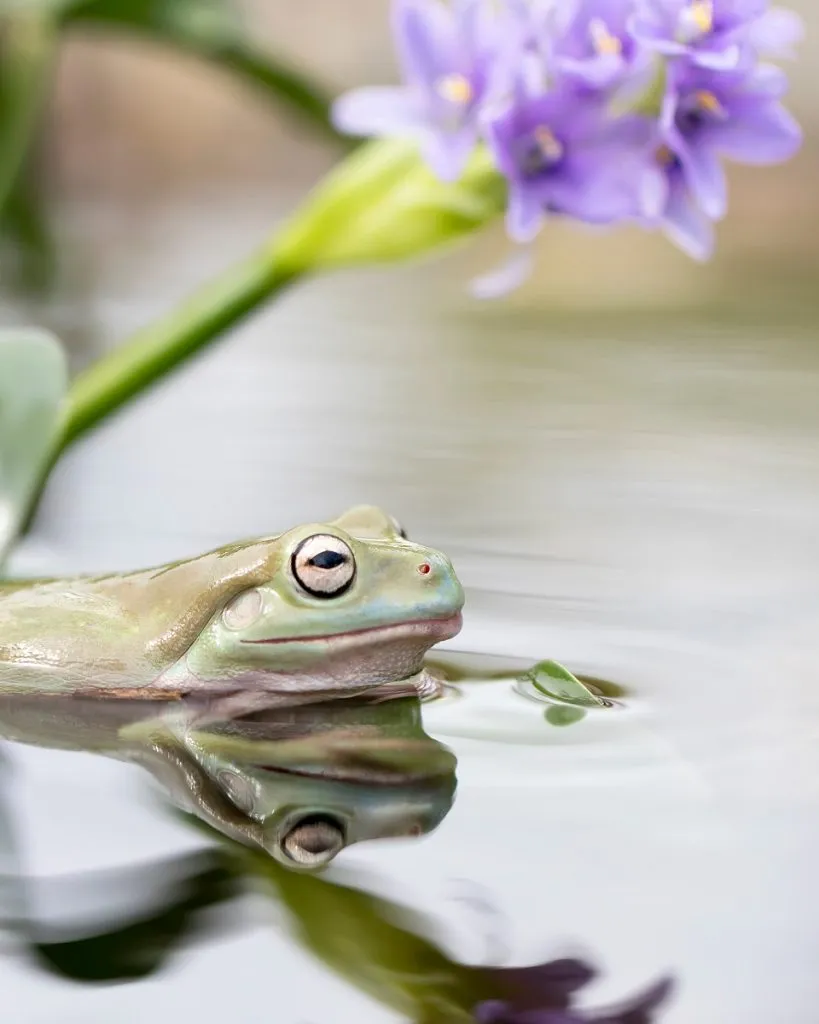 Green-tree-frog-819x1024.jpg