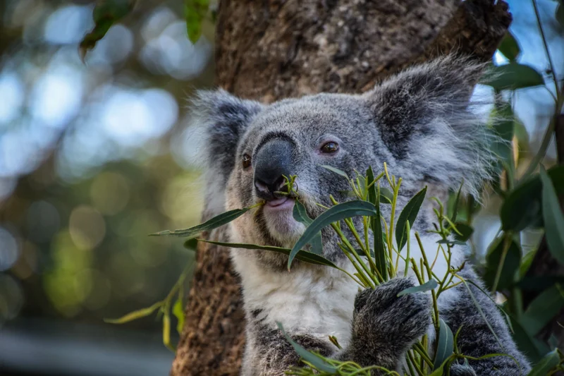 Our iconic Aussies need your support to help keep them safe! 