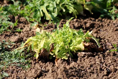 Lettuce Lactuca sativa, also called garden lettuce and looseleaf lettuce, grows as a low rosette of tender green leaves with brown sunburn and wilt spots, rooted in cultivated garden soil