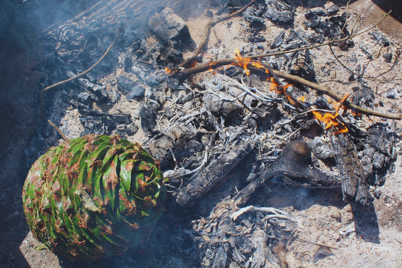 Burnt Earth: Bonyi Bounty