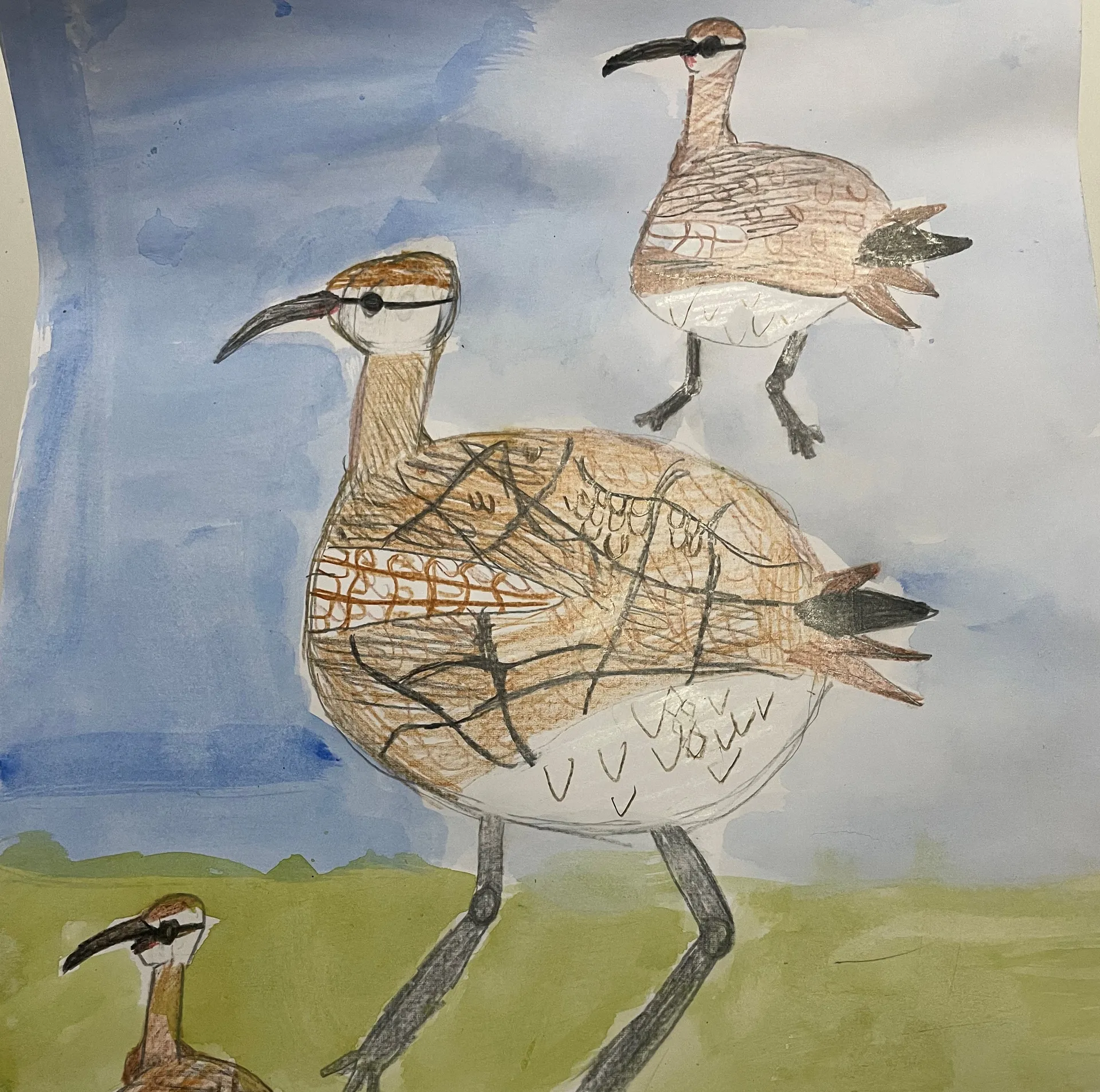 Under 8s Fauna winner “Wondrous Whimbrels” by Chloe R