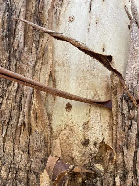 Flooded-gum-bark-RF-scaled.jpg