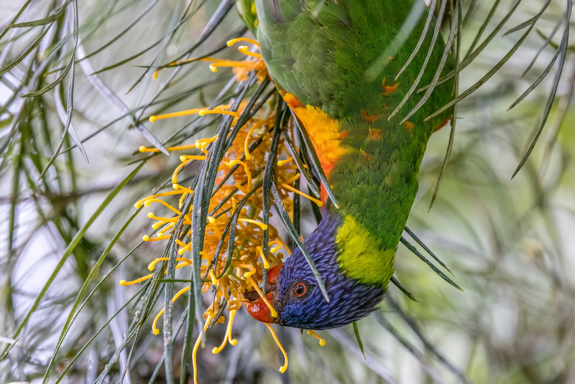 Rainbow lorikeet feeds in a grevillea, Brisbane, Australia