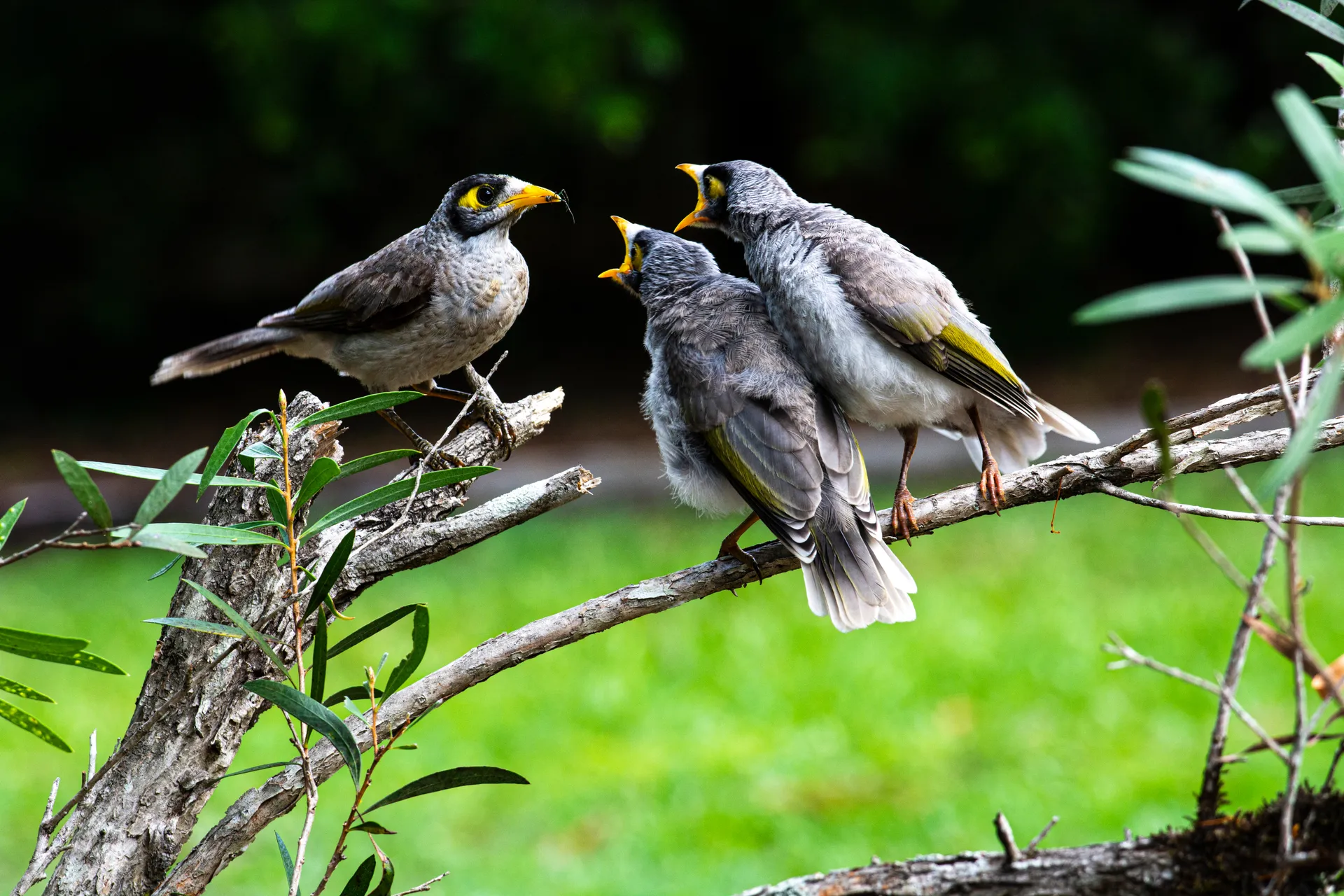 Noisy Miner (Manorina melanocephala) juveniles demanding food - kids!