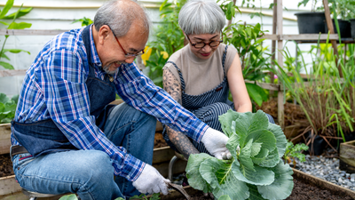 Couple checking their cabbage for disease