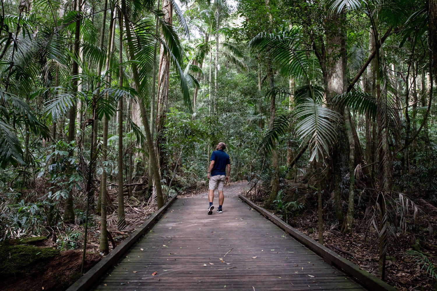 Rainforest walk.