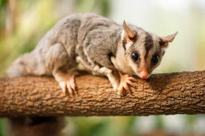 squirrel glider