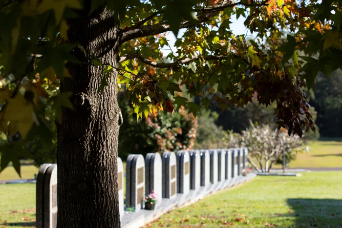 An old tree with autumn leaves is in the foreground, stretching its branches over a line of gravestones that extend into the distance.