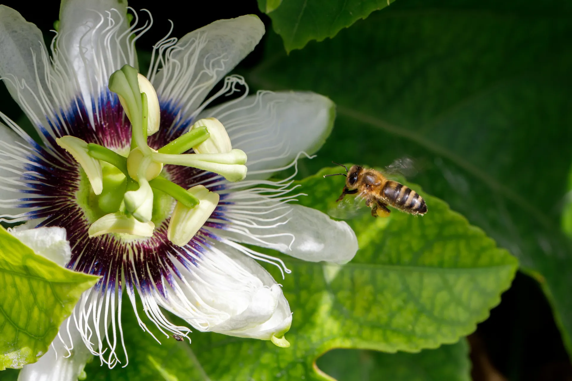 passionfruit flower