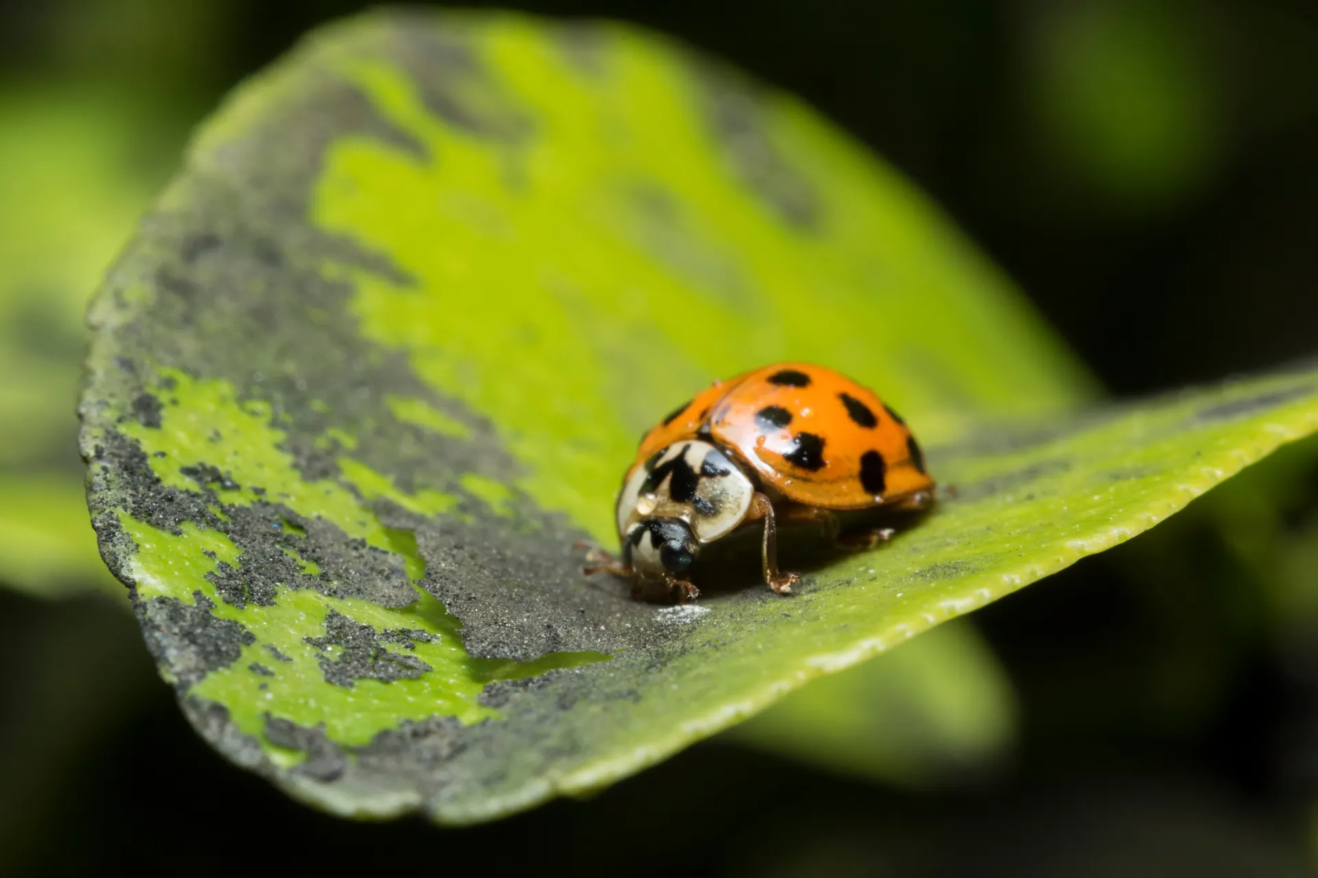 Lady bird on a leaf which is covered in black sooty mold.
