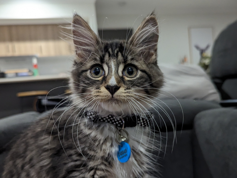 Jasper living his purr-fect life