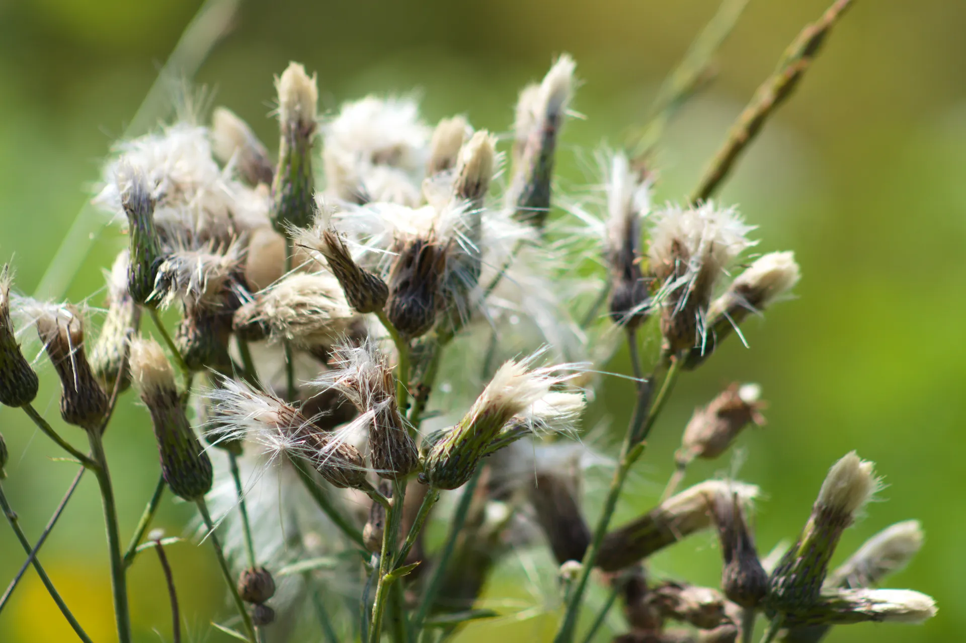 Groundsel bush