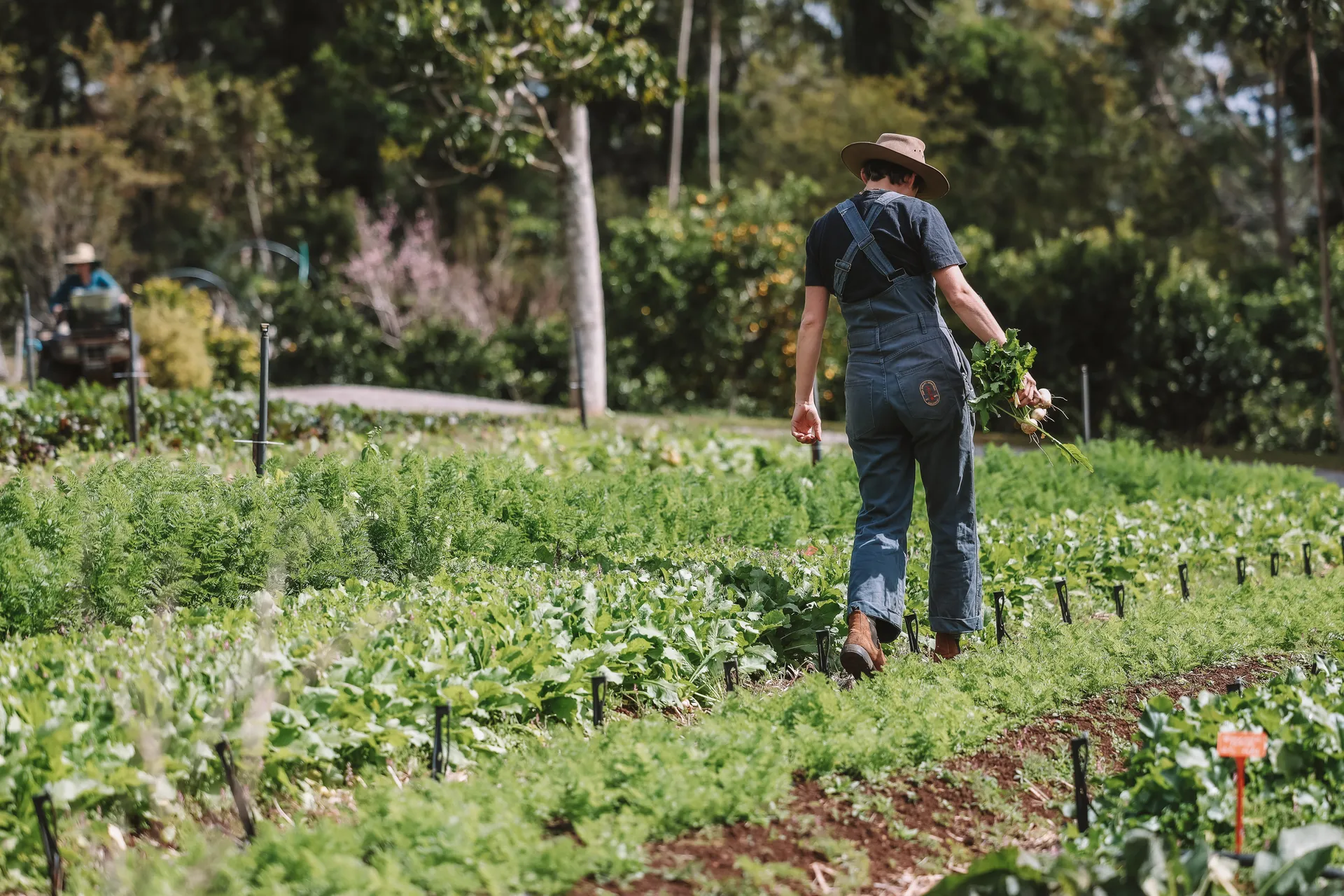 Farmer picking vegetables