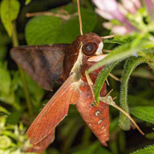 Hawk moth - Rod Edmonds.png