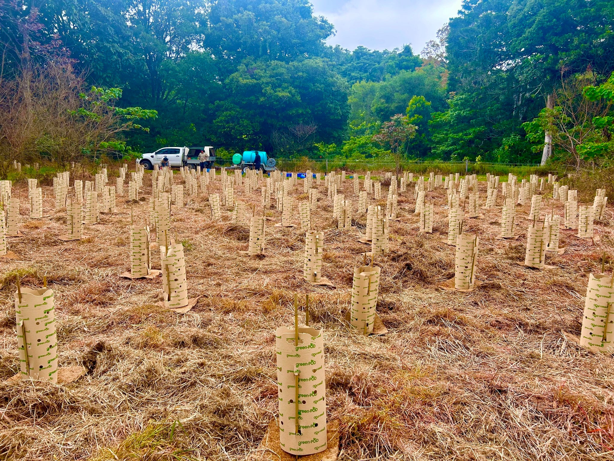 Sunshine Coast Ecological Park tree plantings. 
