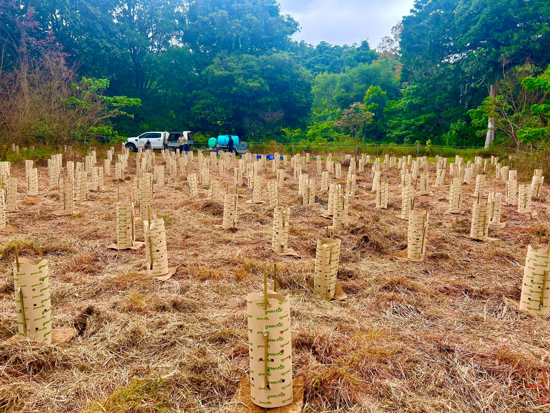 Sunshine Coast Ecological Park tree plantings.