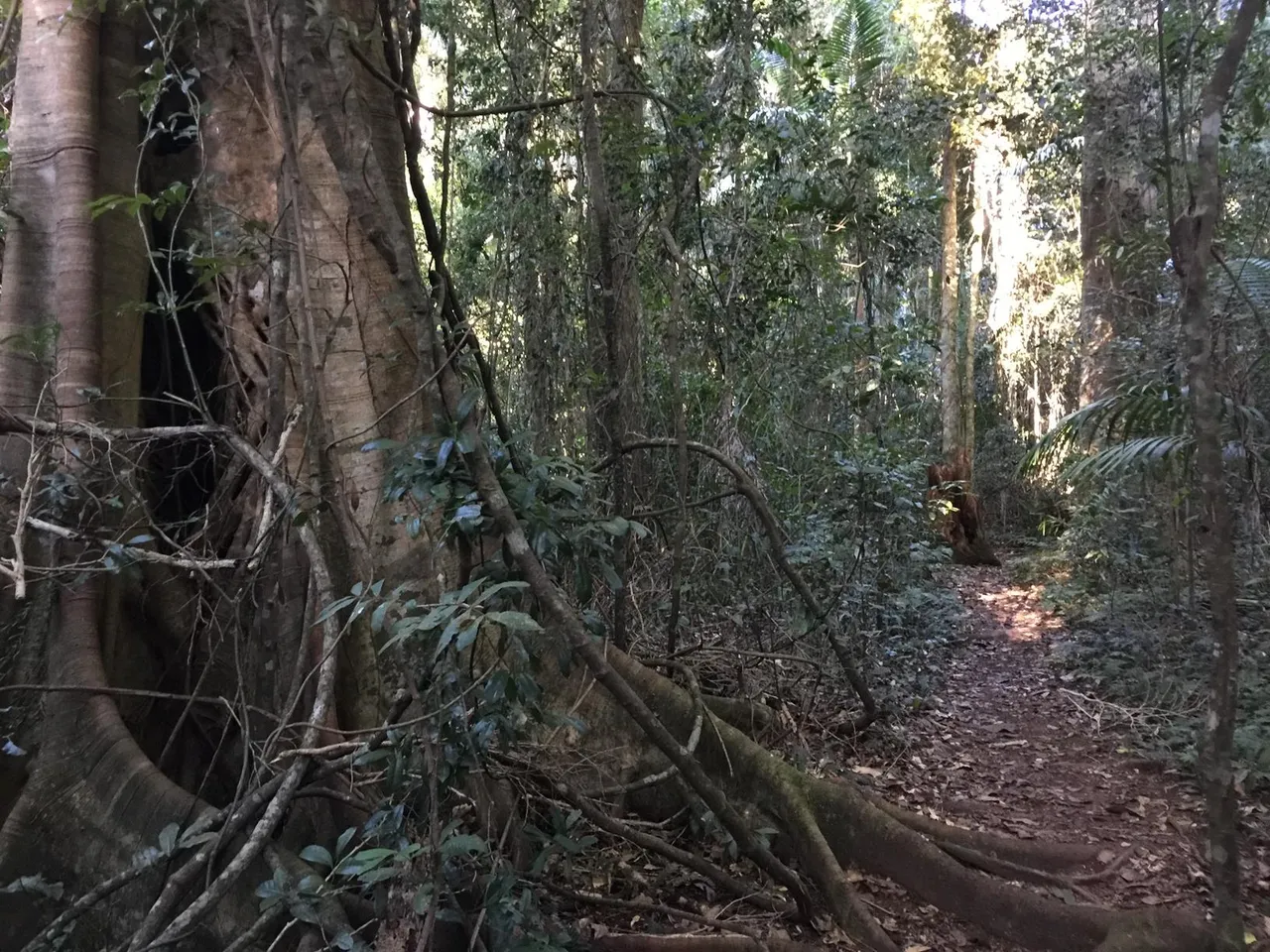 42833_Conondale%20Ranges%20NP%20Booloumba%20Gold%20Mine%20walk%20IMG_3265.jpg
