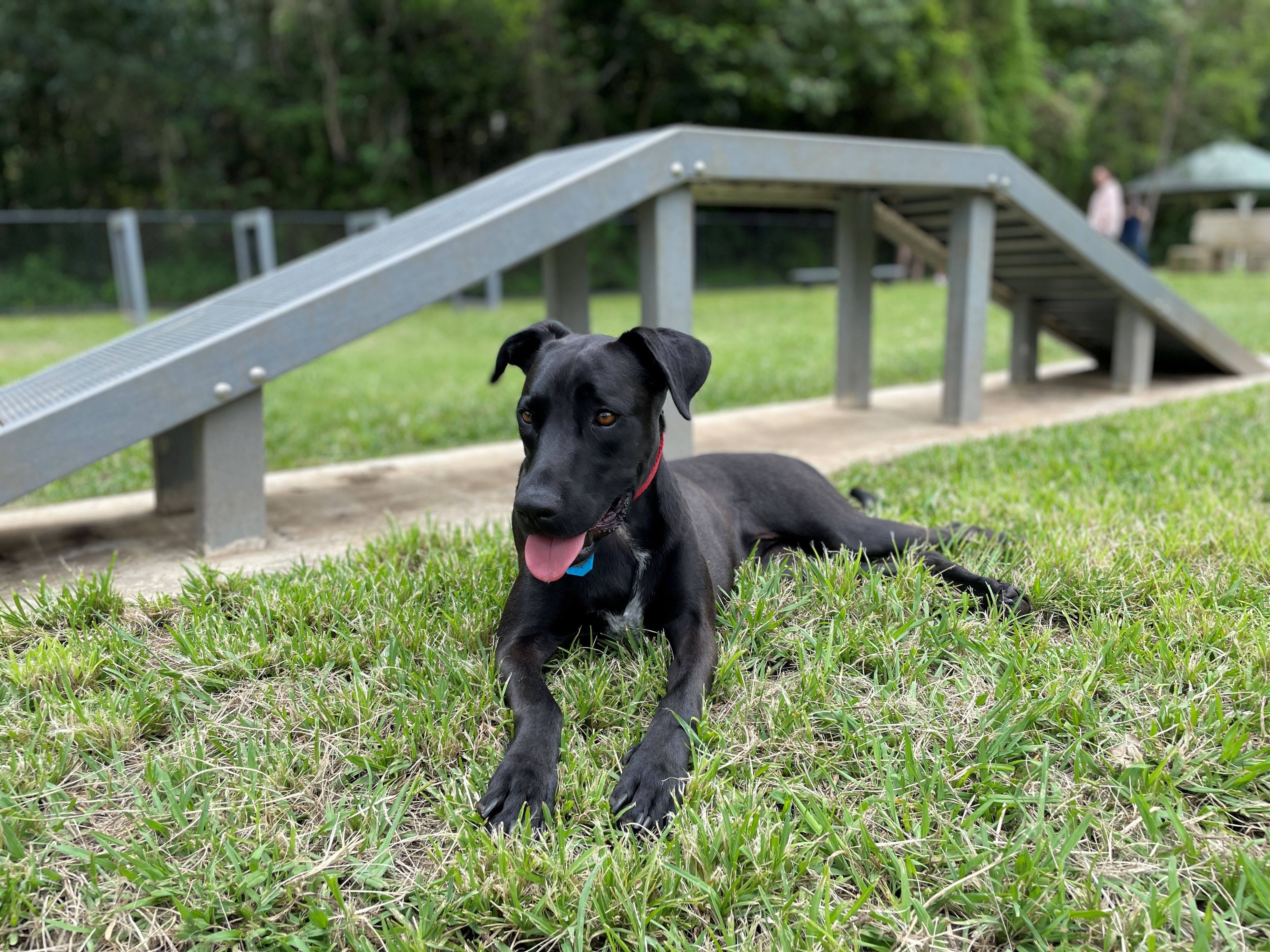 dog at dog exercise area park, Palmwoods