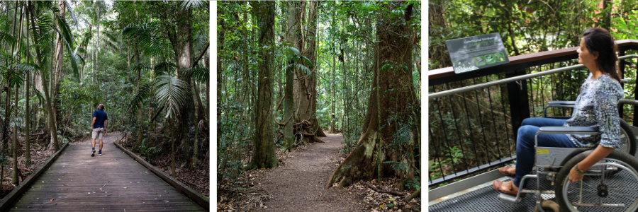 The Mary Cairncross Scenic Reserve features a variety of trails, including tranquil walking tracks, boardwalks, and viewing platforms. The main rainforest track is a well-maintained path that winds through the lush subtropical rainforest. Some trails are accessible by wheelchair. The trails are surrounded by dense foliage, towering trees, and diverse plant life, providing a serene and picturesque environment for a walk.