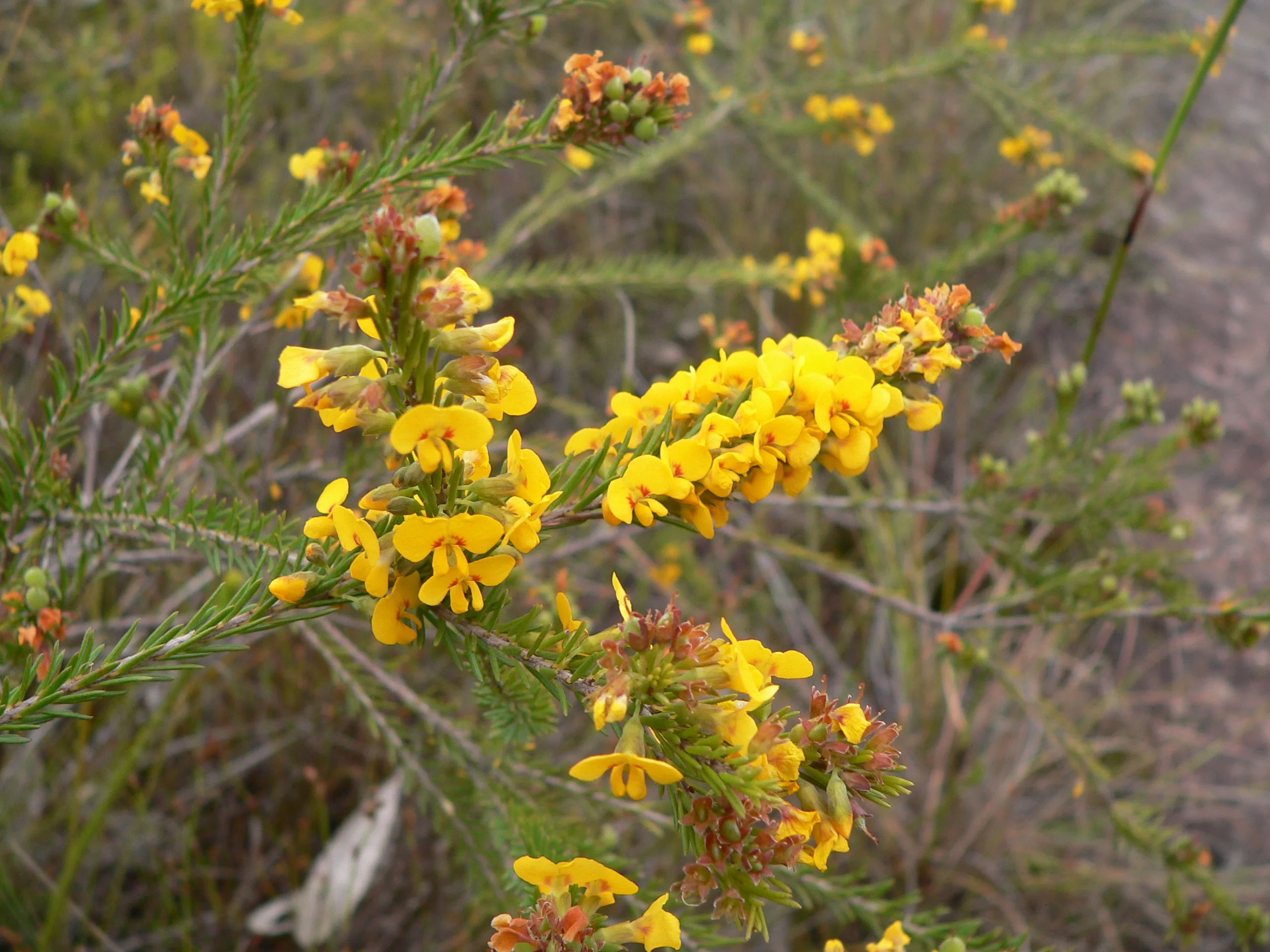 wildflowers taken in the wallum