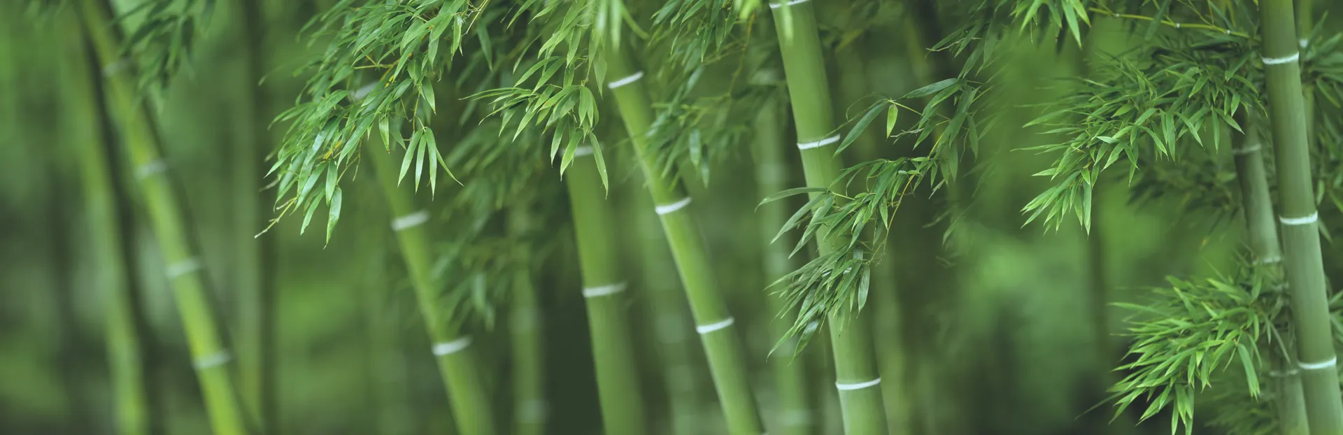 Bamboo