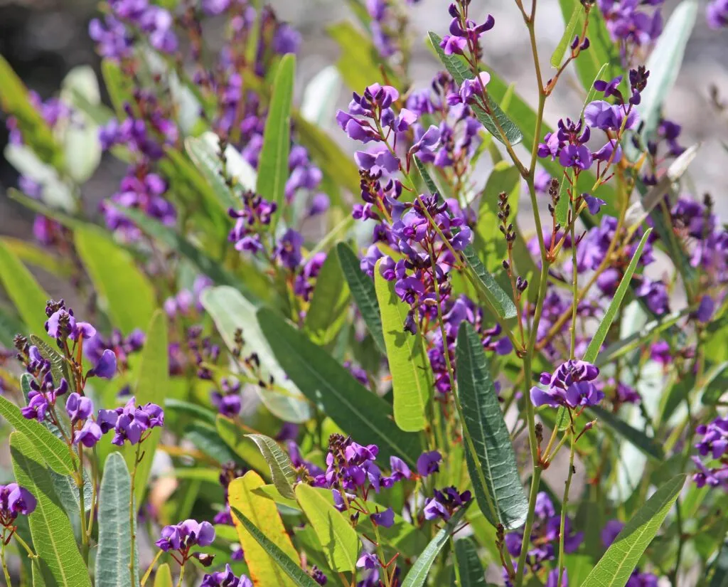 Pic-5-Purple-coral-pea-Hardenbergia-violacea--1024x825.jpg