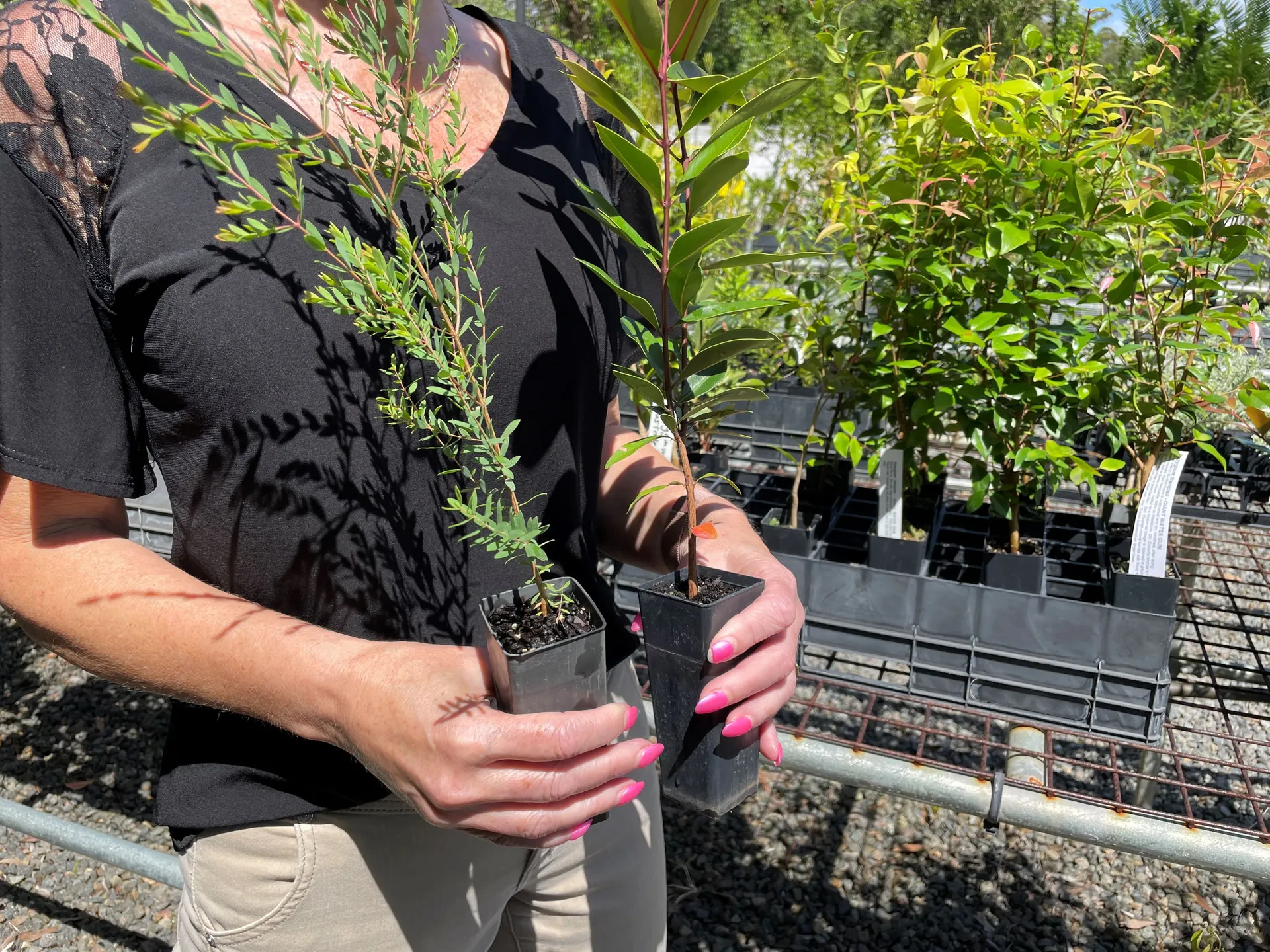 Free%20trees%20from%20nursery.jpg