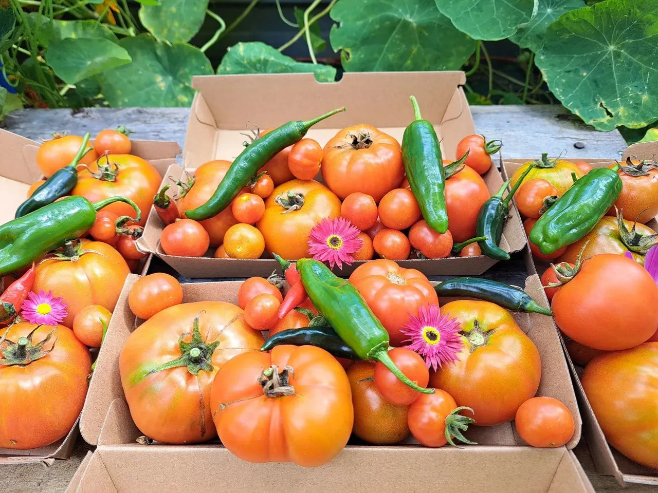 Urban farm box, colourful vegetables and pink flowers scattered in the box of food. Giant orange tomatoes, green jalepeno chilli. Food overflowing in the boxes.
