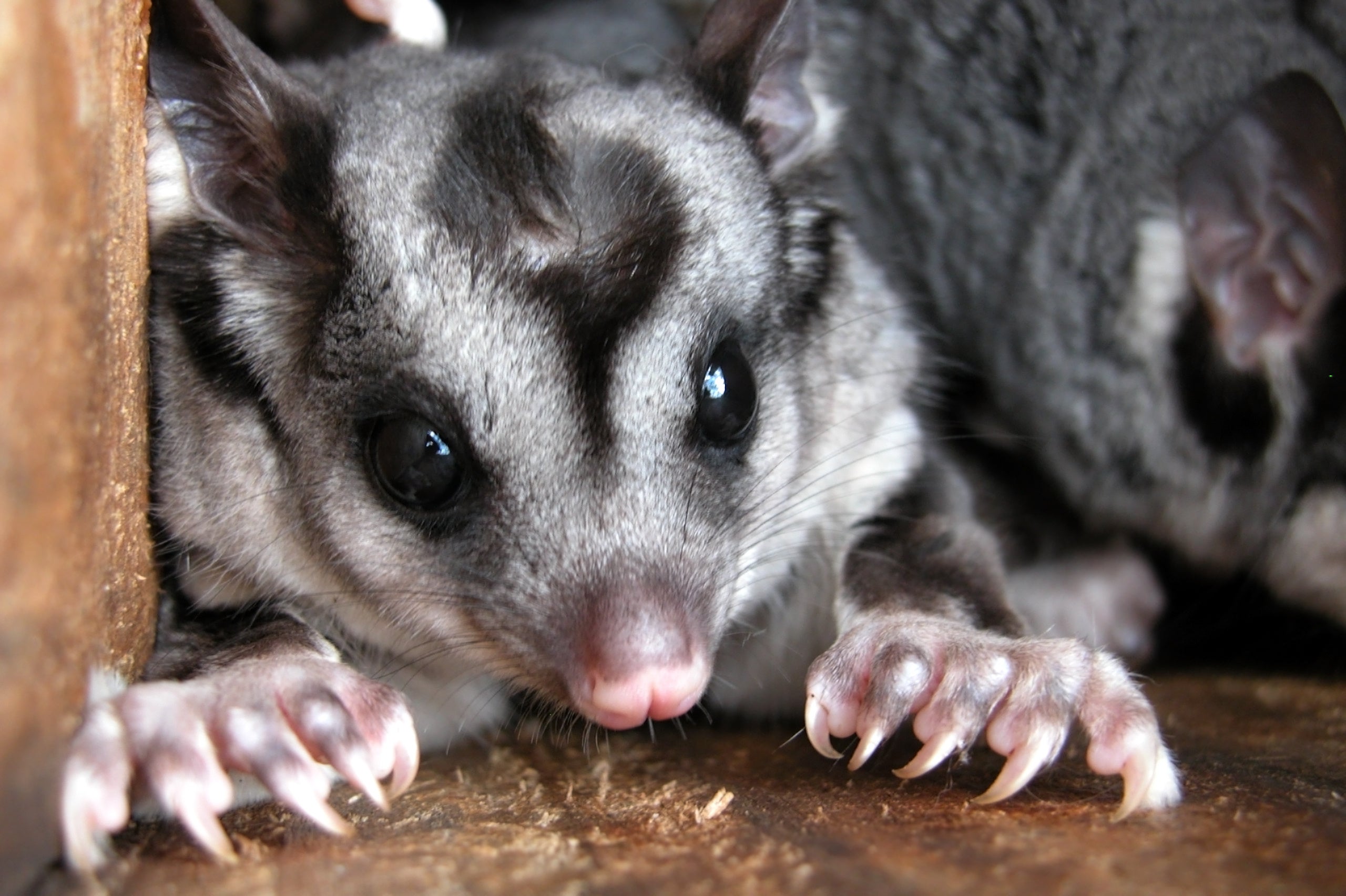 squirrel glider in a nest box