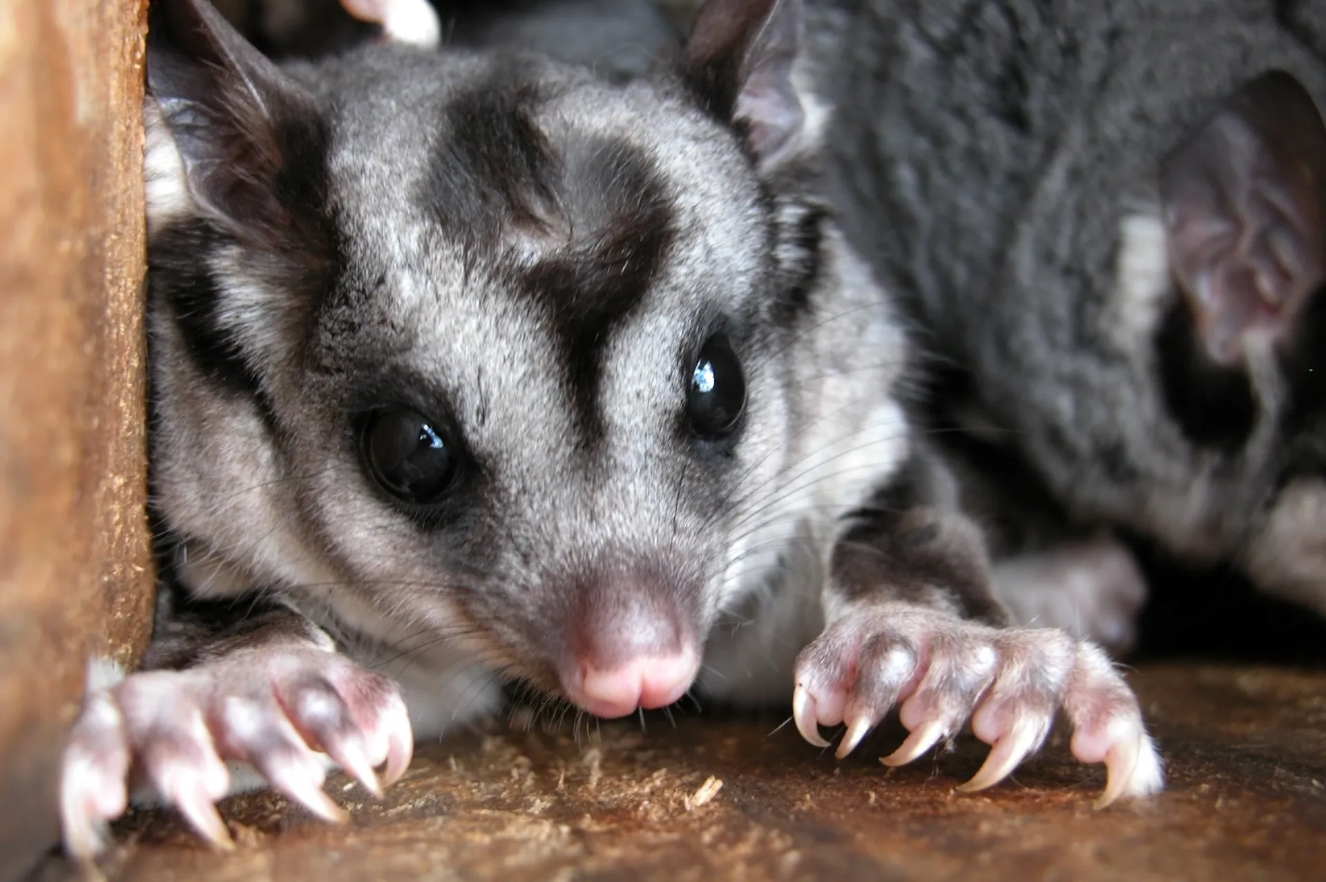 squirrel glider in a nest box