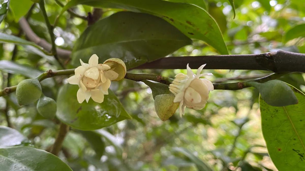 Bolwarra, Eupomatia laurina