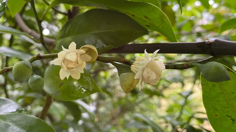 Bolwarra, Eupomatia laurina