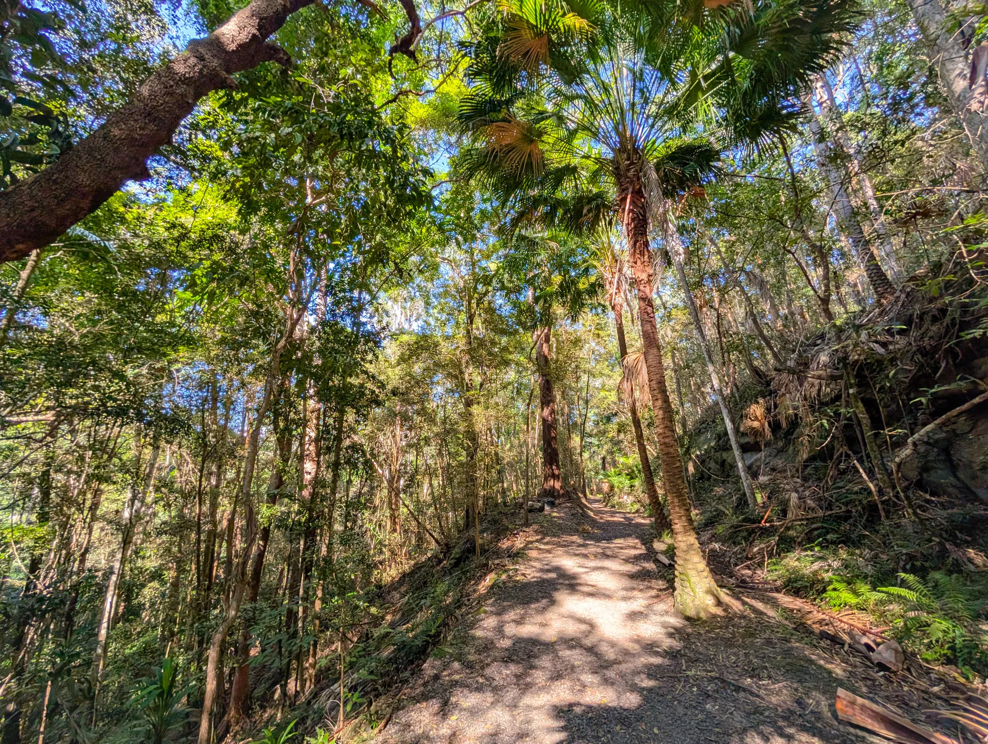 Buderim Tramway Trail