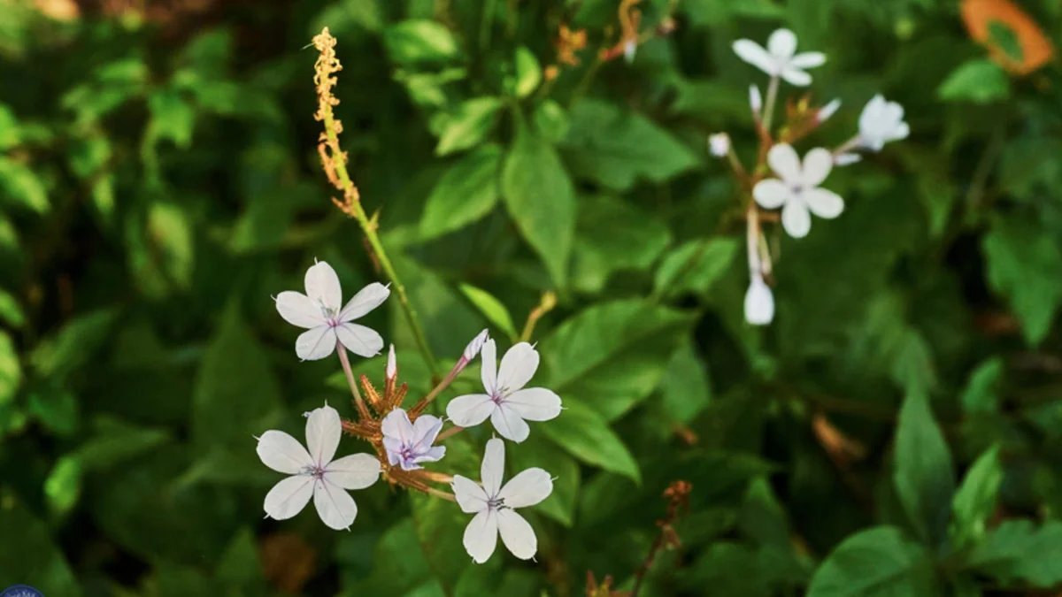 Native Plumbago, Plumbago zeylanica