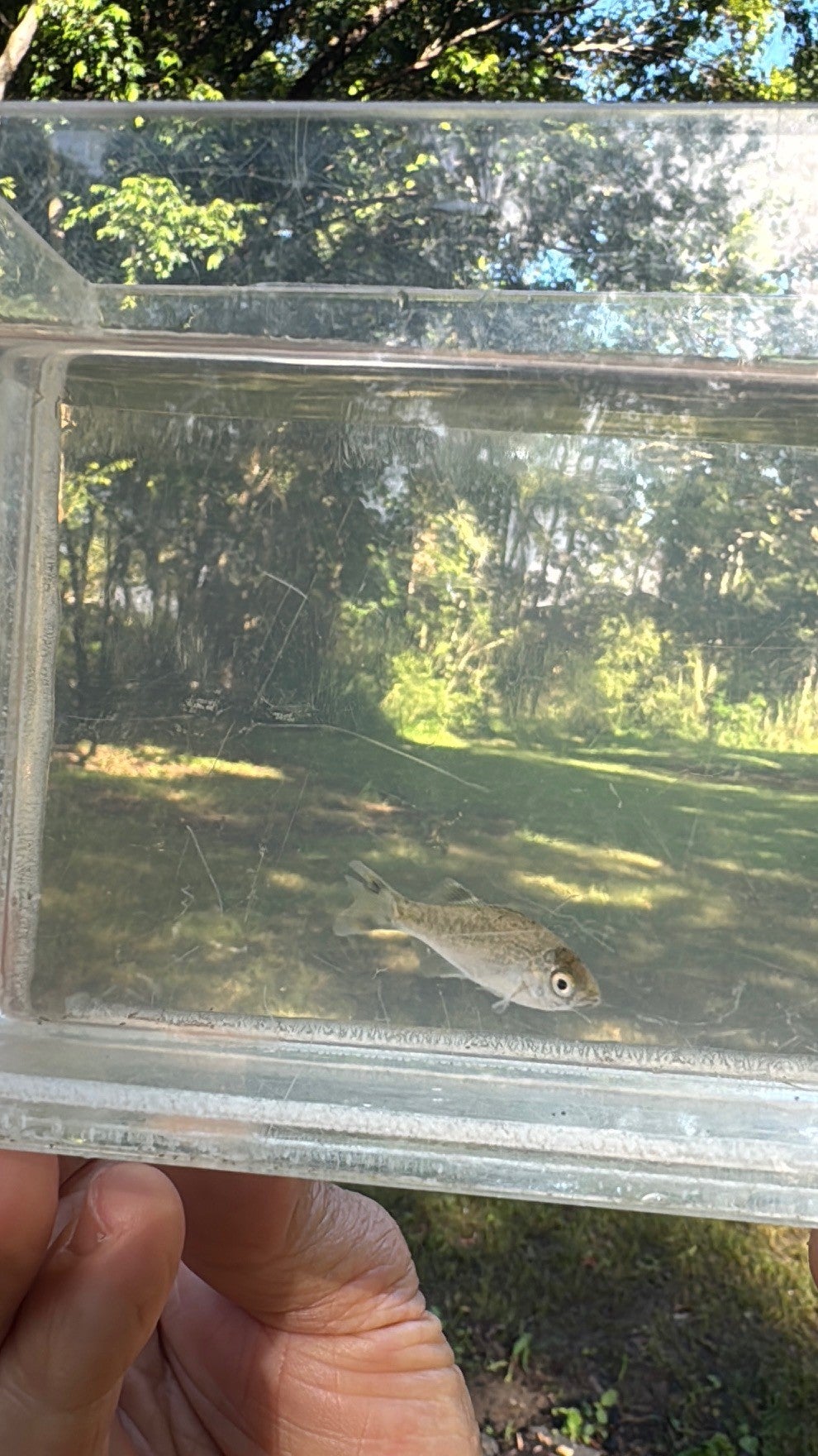 jungle perch