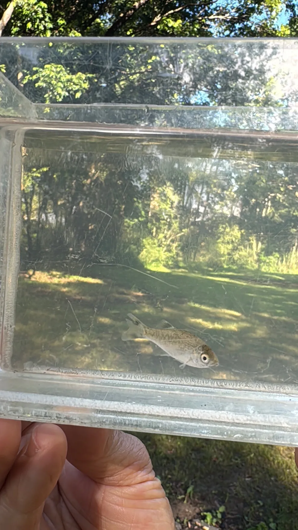 jungle perch