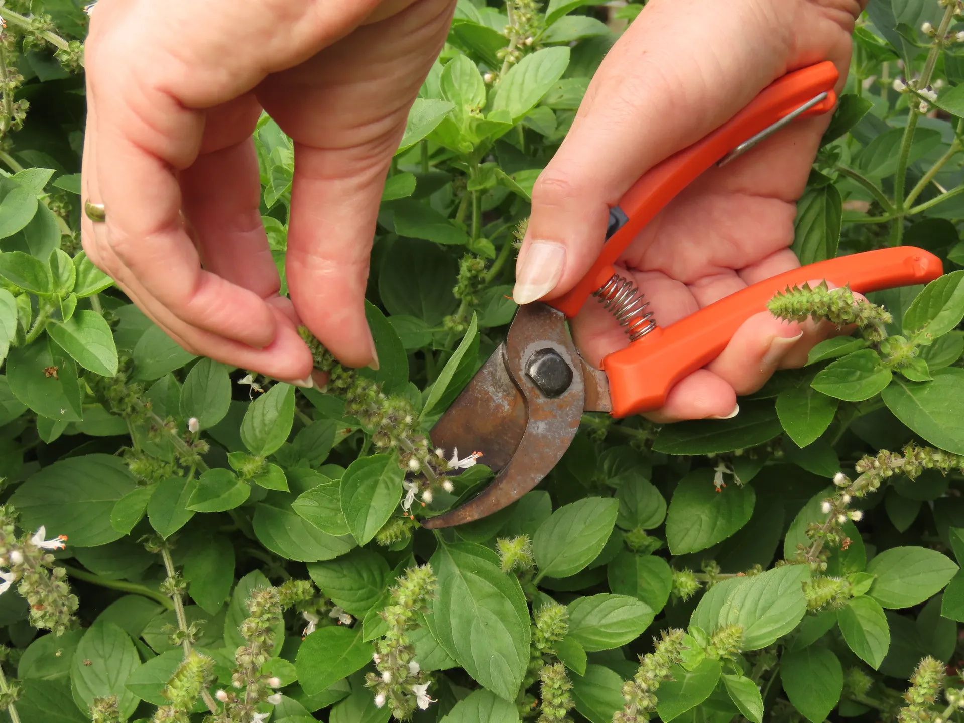 flowering basil on healthy plant